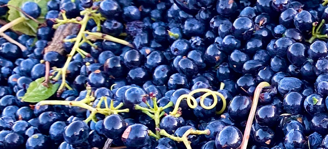 Blewitt Springs Co. grapes